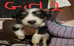 Border Collie dogs for sale: Border collie pups - Image 4