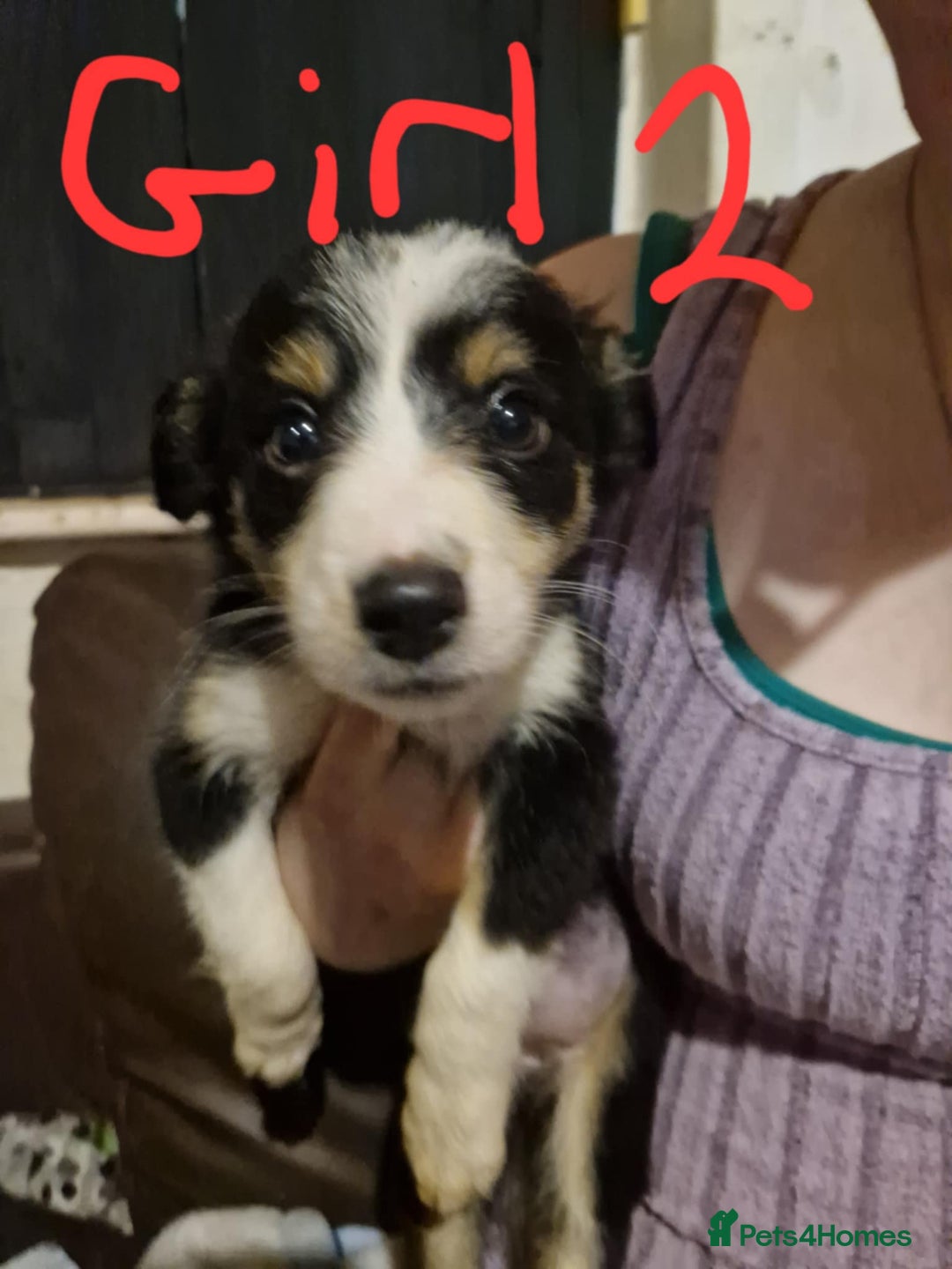 Border Collie dogs for sale: Border collie pups - Image 4