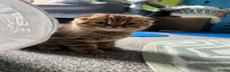Scottish Fold cats for sale: Adorable Scottish Fold kittens 🐈‍⬛  - Advert 11