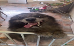 Pomsky dogs for sale: Pomsky forsale - Image 2
