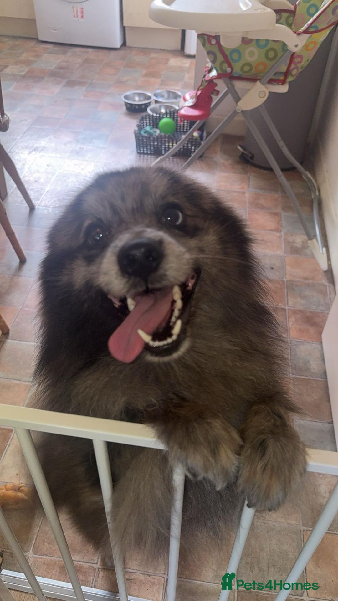 Pomsky dogs for sale: Pomsky forsale - Image 2