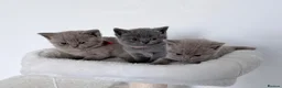 British Shorthair cats for sale: outstanding British shorthair kittens - Advert 27