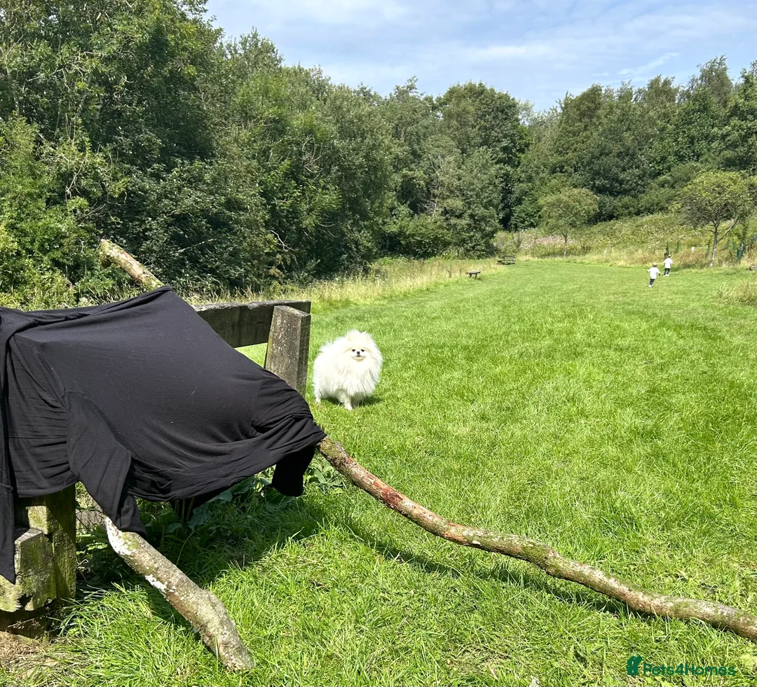 Pomeranian dogs for stud: Top Champion Lines KC White Pomeranian! - Advert 6