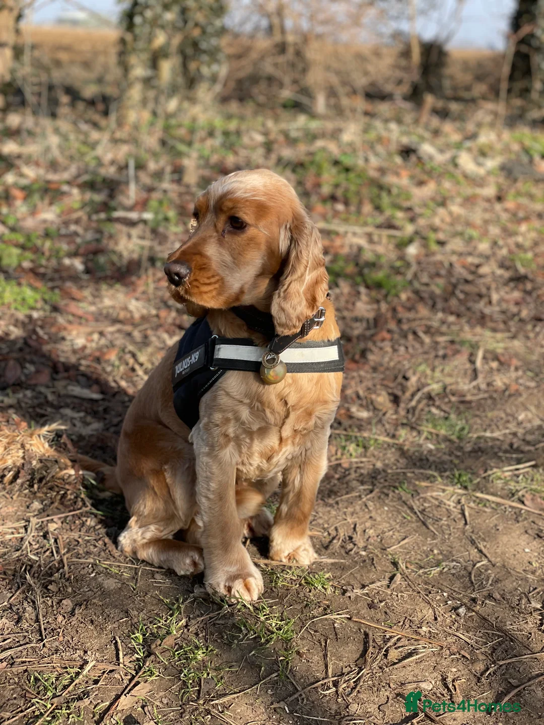 Cocker Spaniel dogs for stud: Show  cocker spaniel STUD in Lincoln - Advert 3