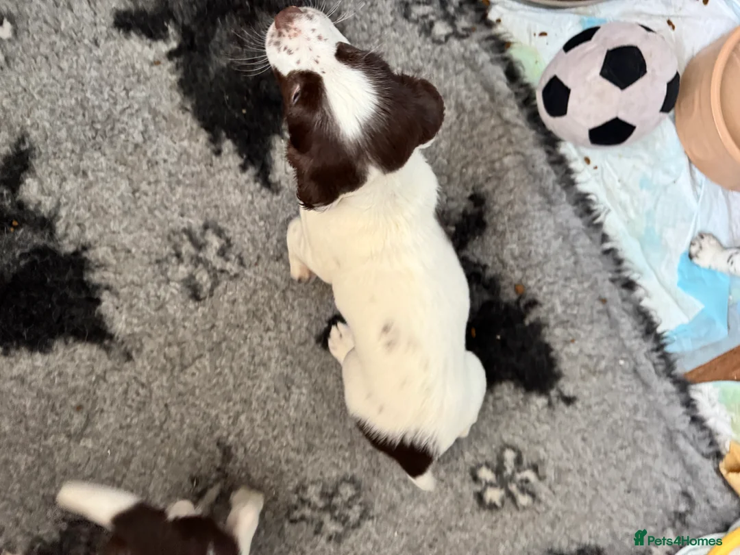 English Springer Spaniel dogs for sale: Beautiful KC Springer puppies - Advert 3