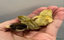 Quail poultry for sale: Beautiful Button Quail Chicks (CPQ, King) - Image 1