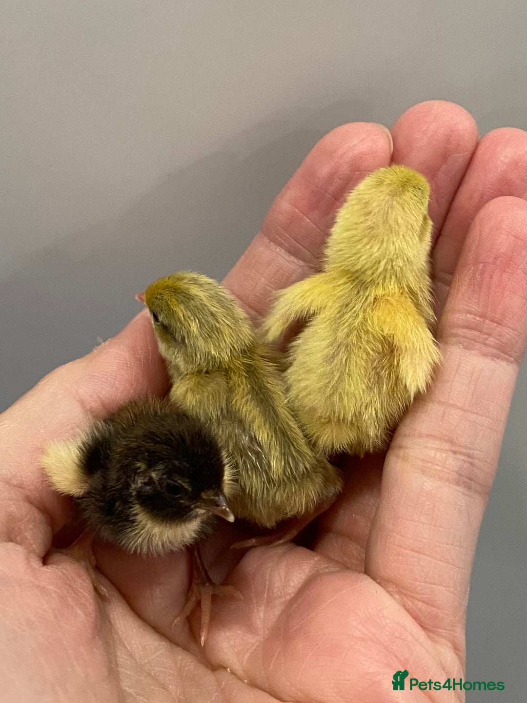 Quail poultry for sale: Beautiful Button Quail Chicks (CPQ, King) - Image 1
