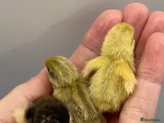 Quail poultry Beautiful Button Quail Chicks (CPQ, King) & EGGS - Advert 1