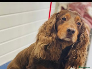 Cocker Spaniel dogs for stud: working cocker spaniel / Fully health tested in Solihull - Advert 2