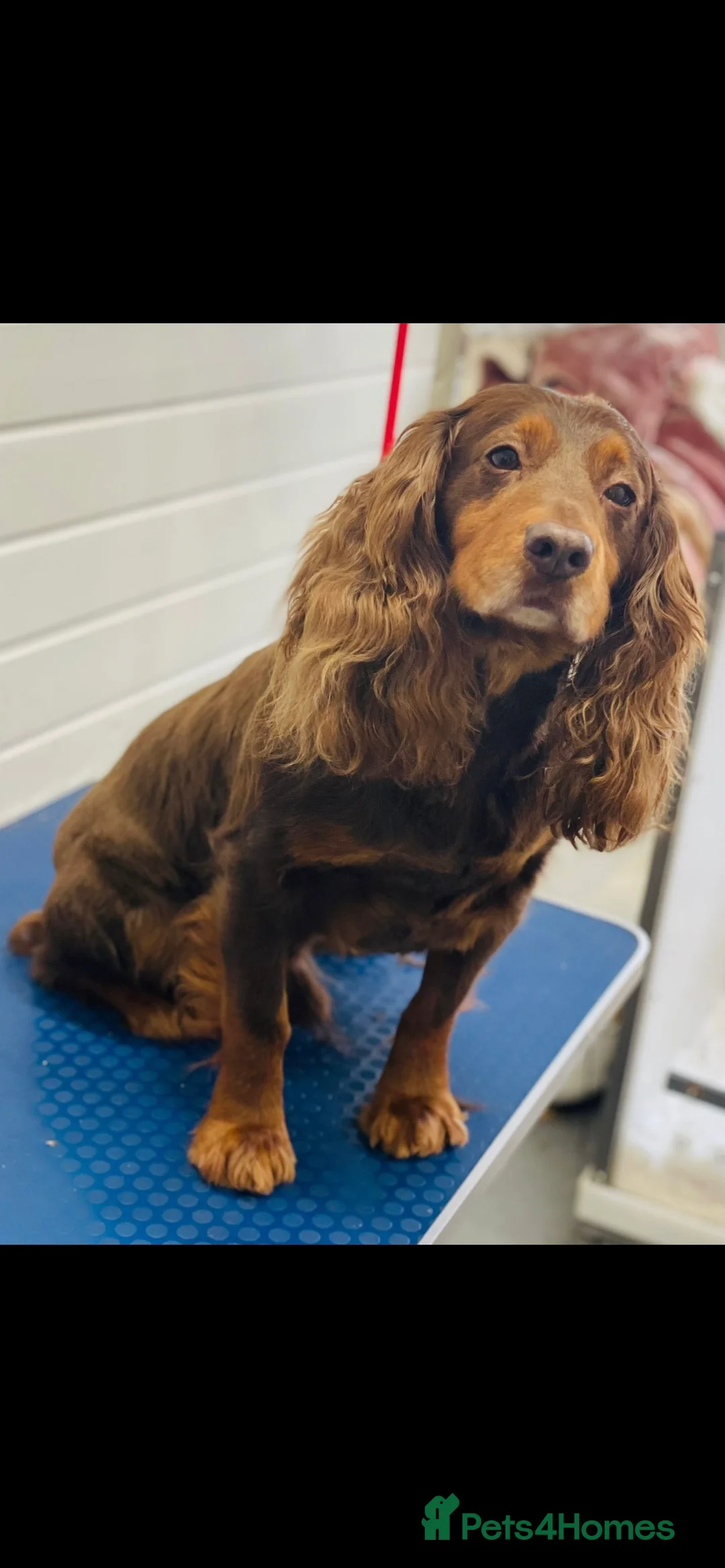 Cocker Spaniel dogs for stud: working cocker spaniel / Fully health tested - Advert 1
