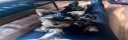 Yorkshire Terrier dogs for sale: Miniature yorkie 3 girls dad champion bloodline  - Advert 1