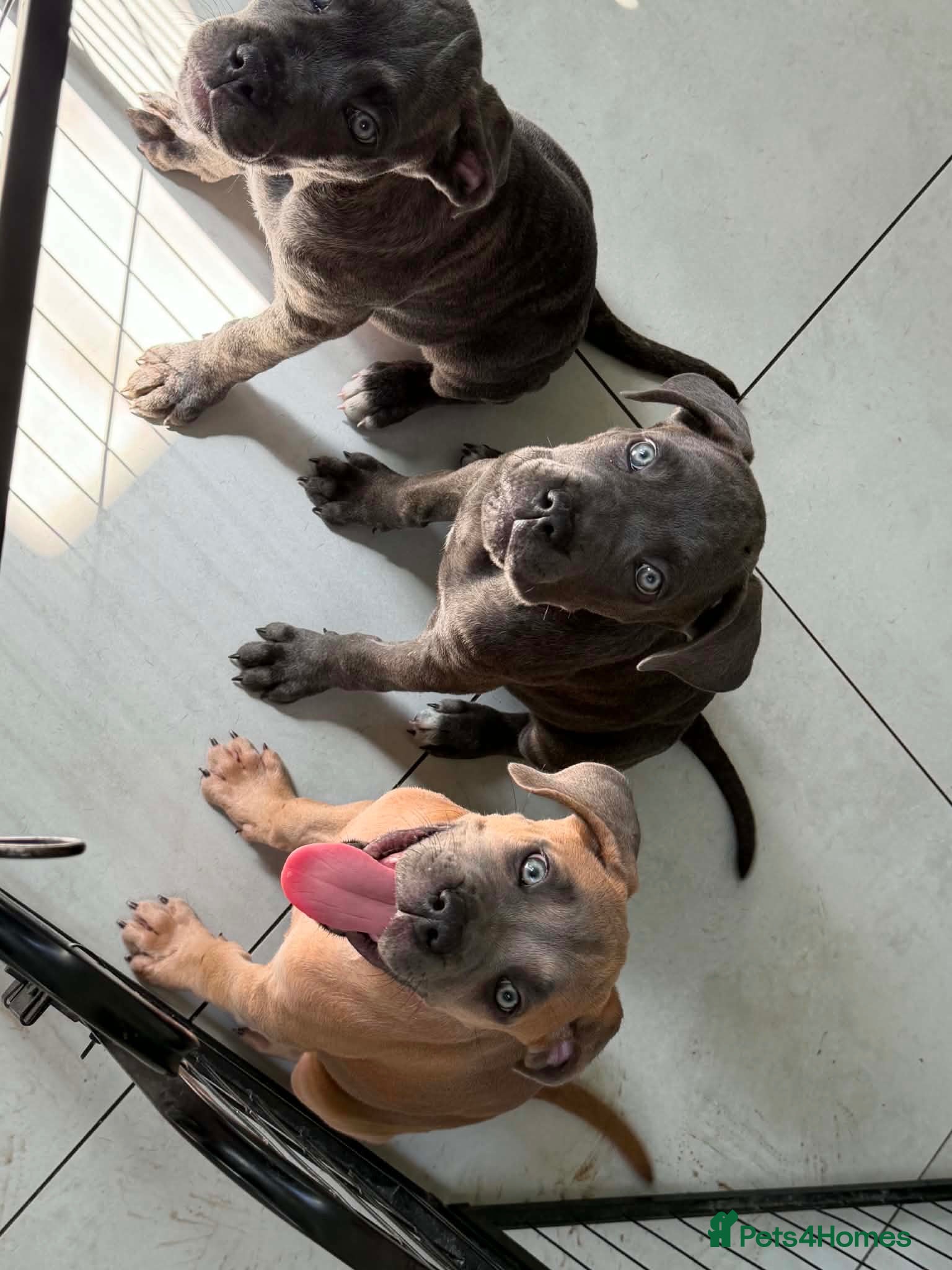 Cane Corso dogs Last 3 left looking for their forever 🏡!🥰 - Advert 1