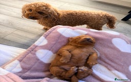 Miniature Poodle dogs for sale: Kc reg mini poodle 5 generation pedigree - Advert 3