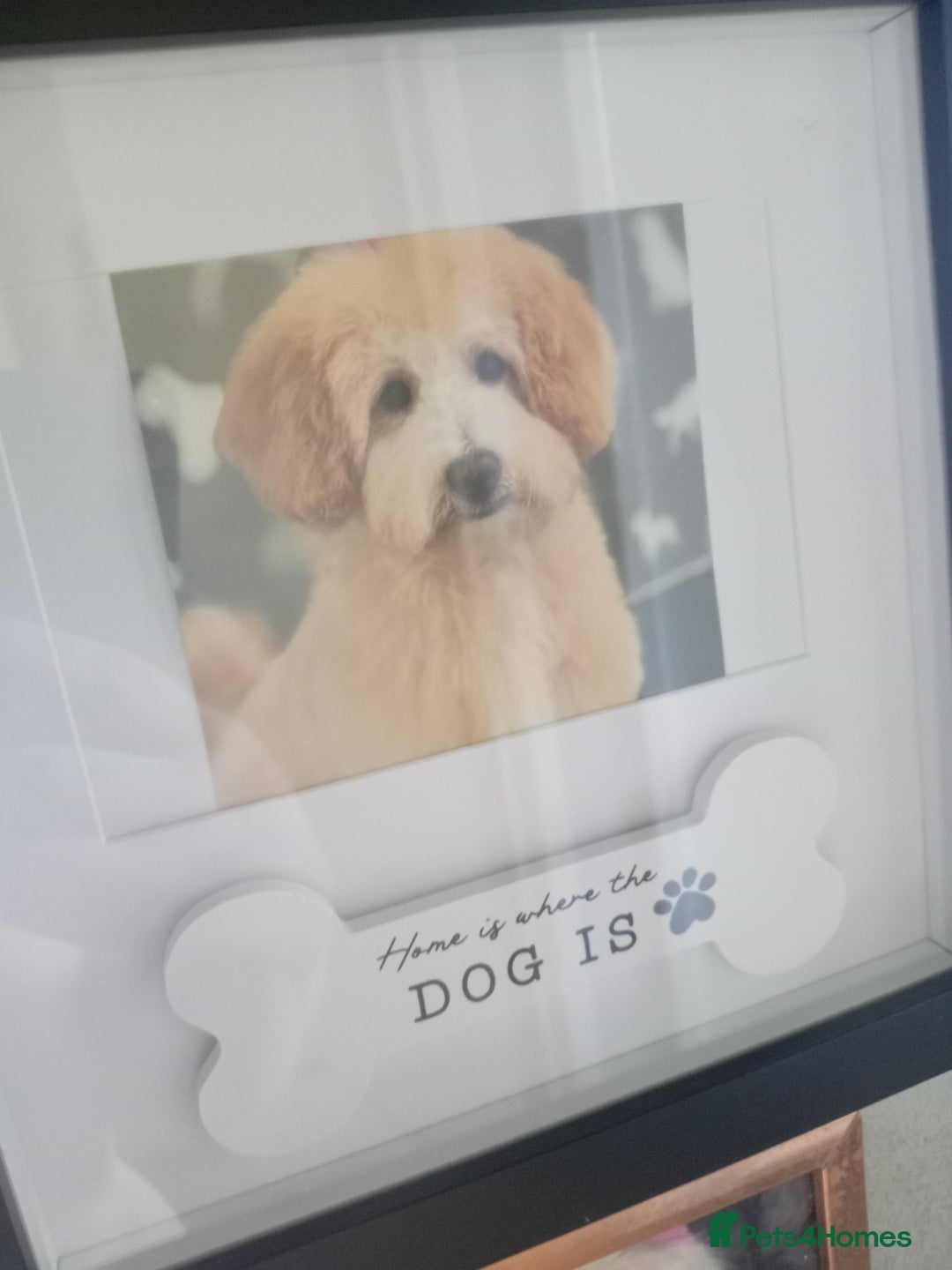 Poochon dogs for sale: 11 month old poochon - Advert 11