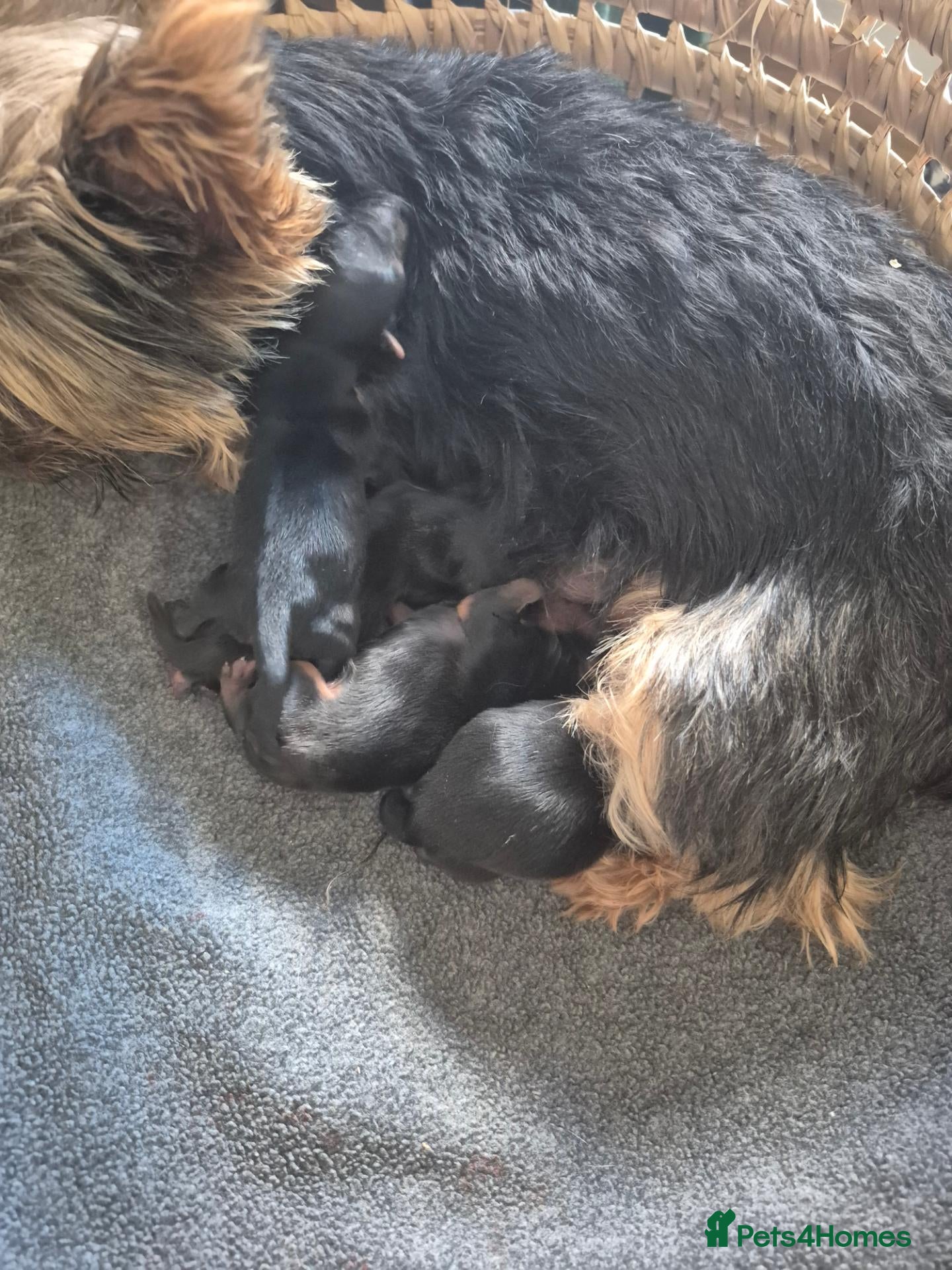 Yorkshire Terrier dogs for sale: Minatur4 yorkshire terrier - Advert 4