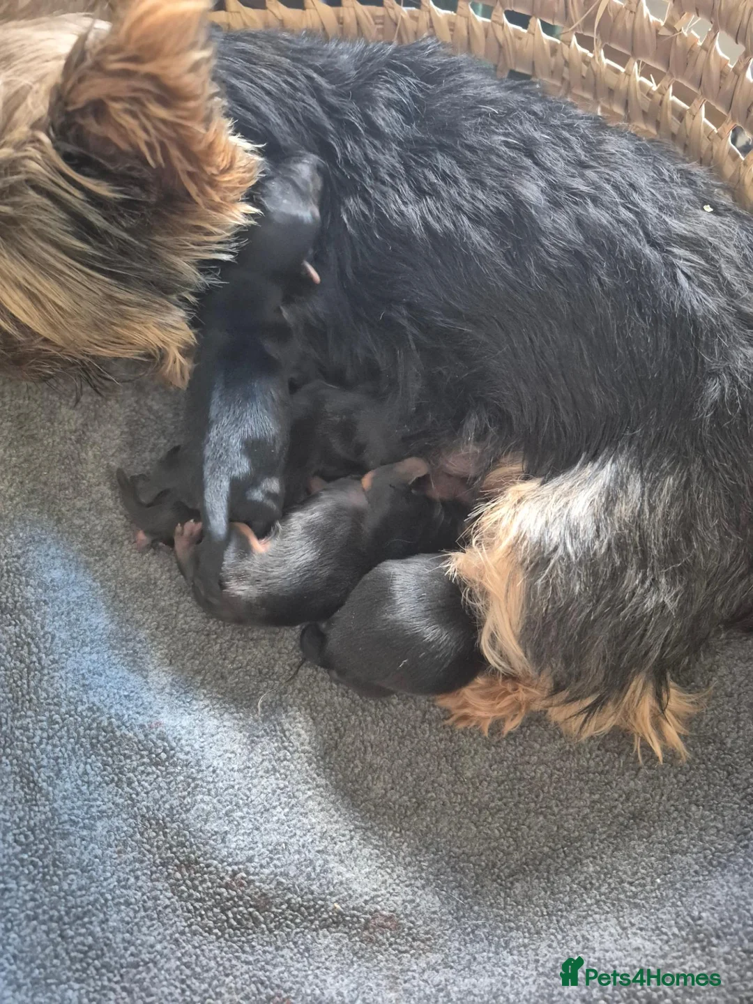 Yorkshire Terrier dogs for sale: Minatur4 yorkshire terrier in Mansfield - Advert 1