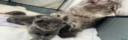 Maine Coon cats for sale: World Champion lineage TICA kittens - Advert 2
