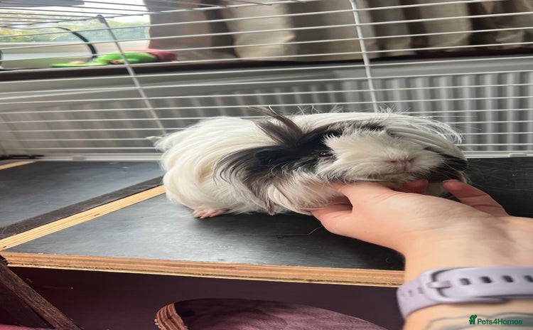 Guinea Pig rodents - Advert 3