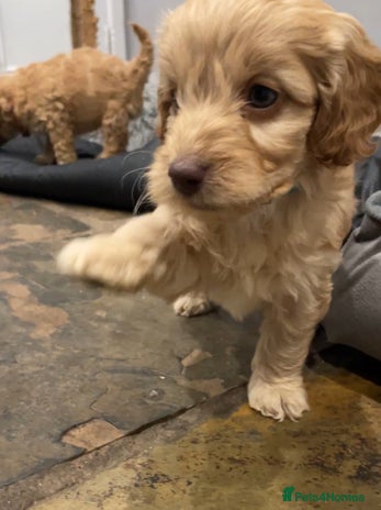 Cockapoo dogs - Advert 2