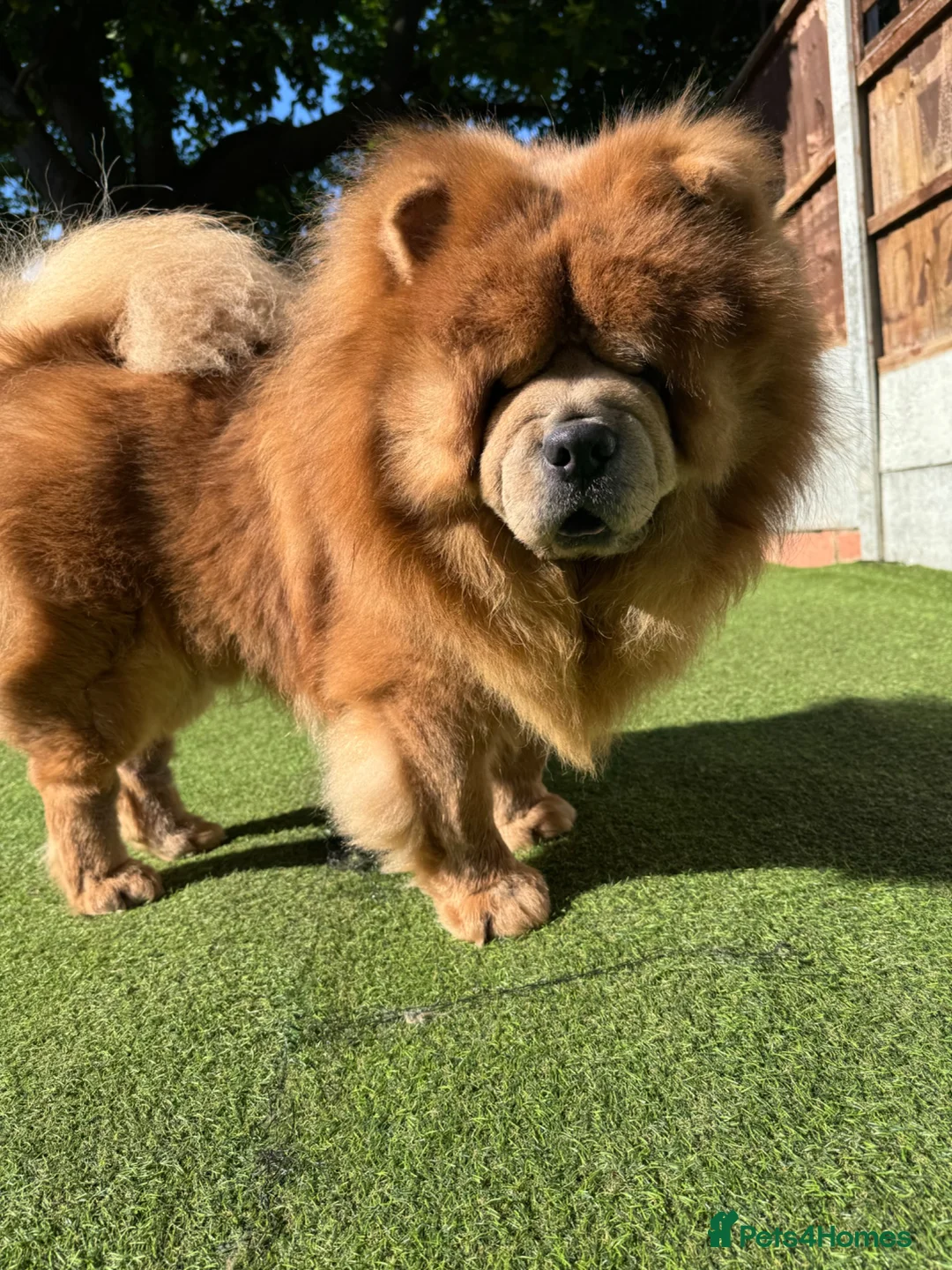 Chow Chow dogs for sale: Chow chow male cinnamon 5 years old - Advert 1