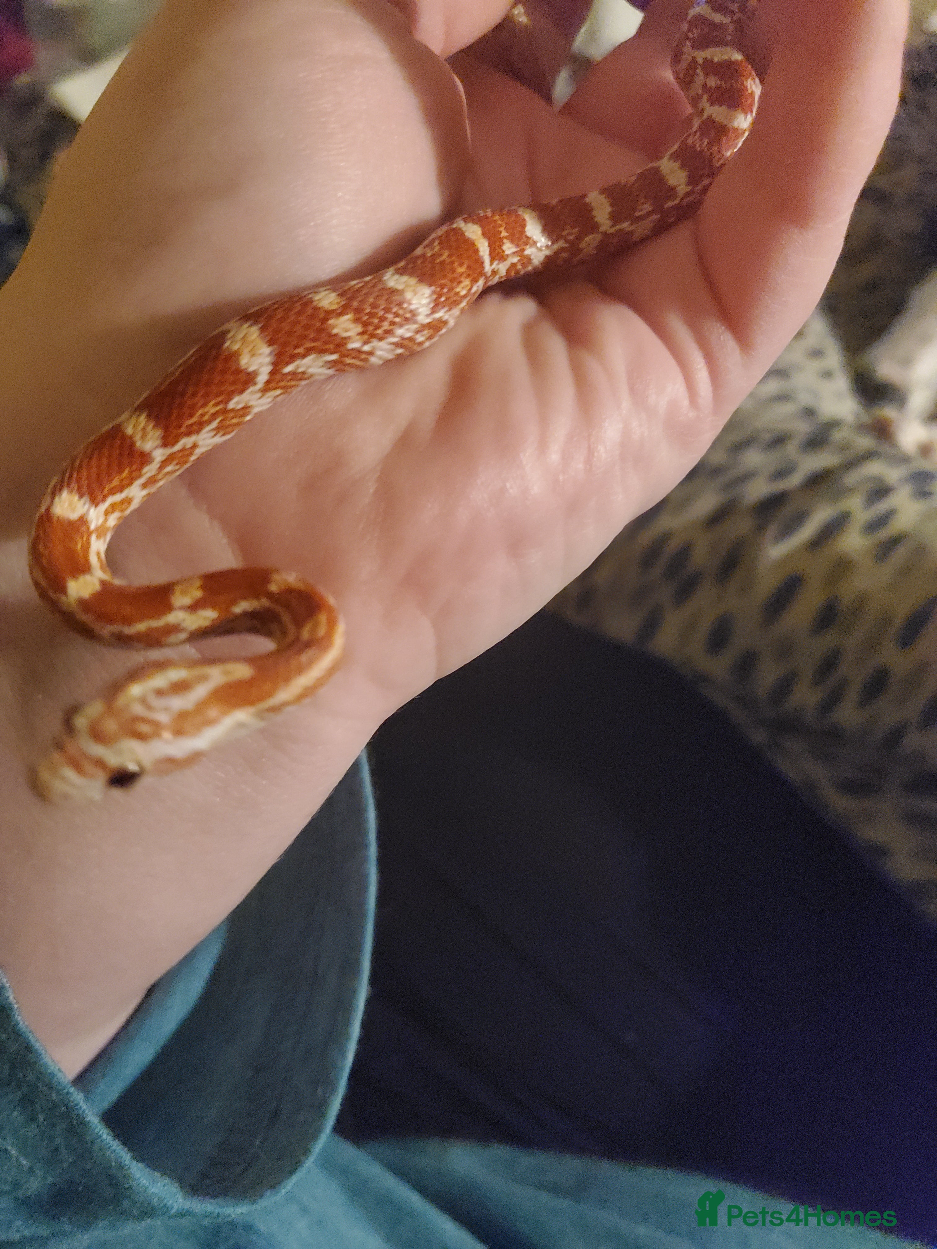 Corn Snake reptiles Male Corn Snake - Advert 1