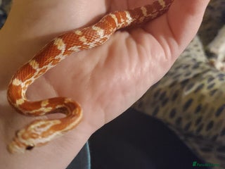 Corn Snake reptiles Male Corn Snake - Advert 1