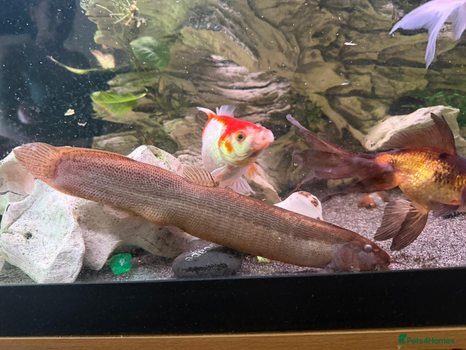 Loaches fish Weather loaches  - Advert 1