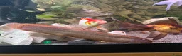 Loaches fish for sale: Weather loaches  - Advert 1