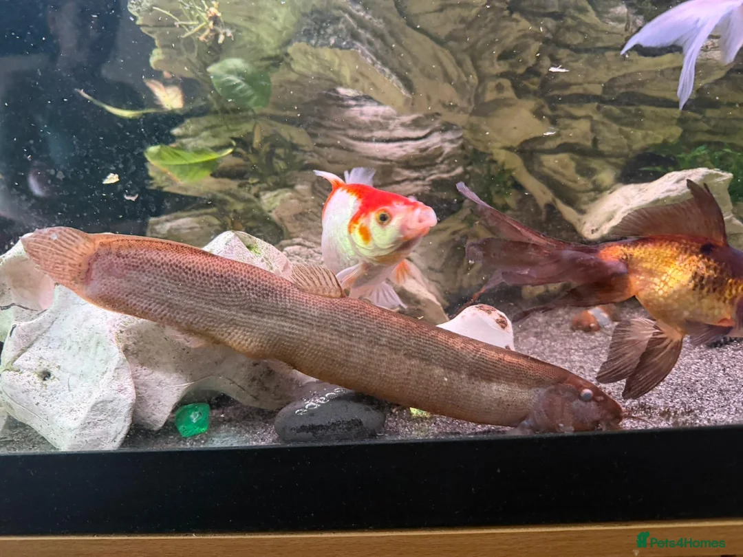 Loaches fish for sale: Weather loaches  - Advert 1