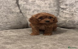 Cavapoo dogs for sale: F1 TOY CAVAPOO PUPPIES  - Image 7