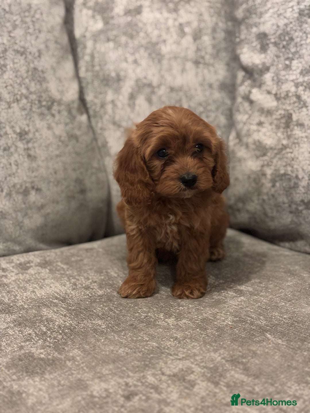 Cavapoo dogs for sale: F1 TOY CAVAPOO PUPPIES  - Image 7