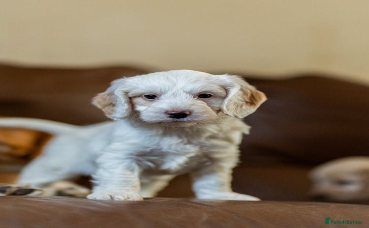 Cockapoo dogs - Advert 4
