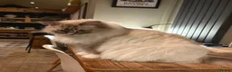Ragdoll cats for sale: RARE Blue Lynx Bicolor ✨🏆🦋 - Advert 10