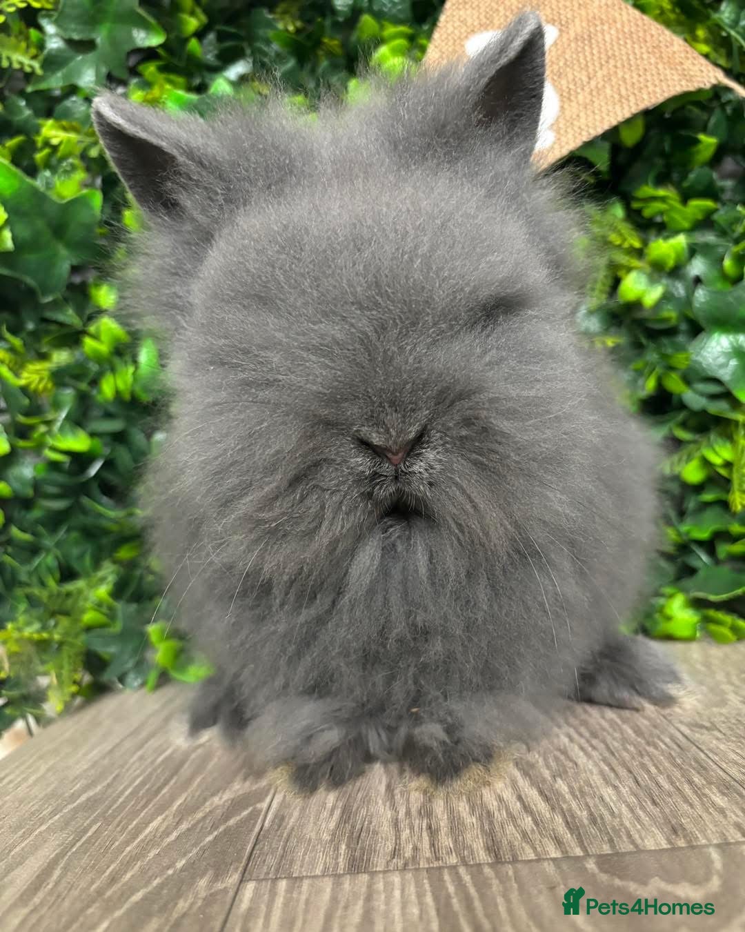 Lionhead rabbits for sale: BEAUTIFUL BABY LIONHEAD BUNNIES  - Advert 13