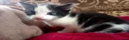 Mixed Breed cats for sale: Beautiful kittens looking for new home  - Advert 6