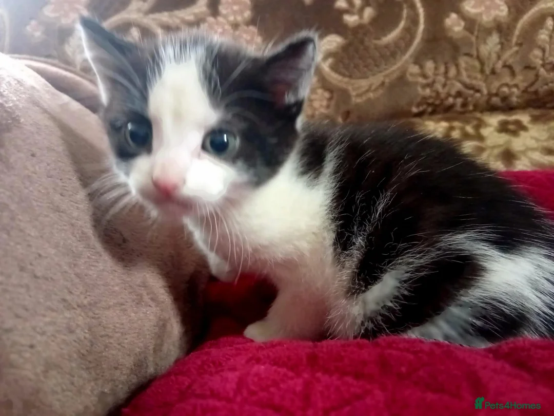 Mixed Breed cats for sale: Beautiful kittens looking for new home  - Advert 6