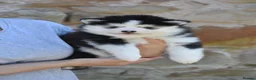 Pomsky dogs for sale: F4 Genuine Pomskies from health tested parents - Advert 34