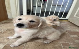 Golden Retriever dogs for sale: 5 generation KC registered pure white  - Image 17