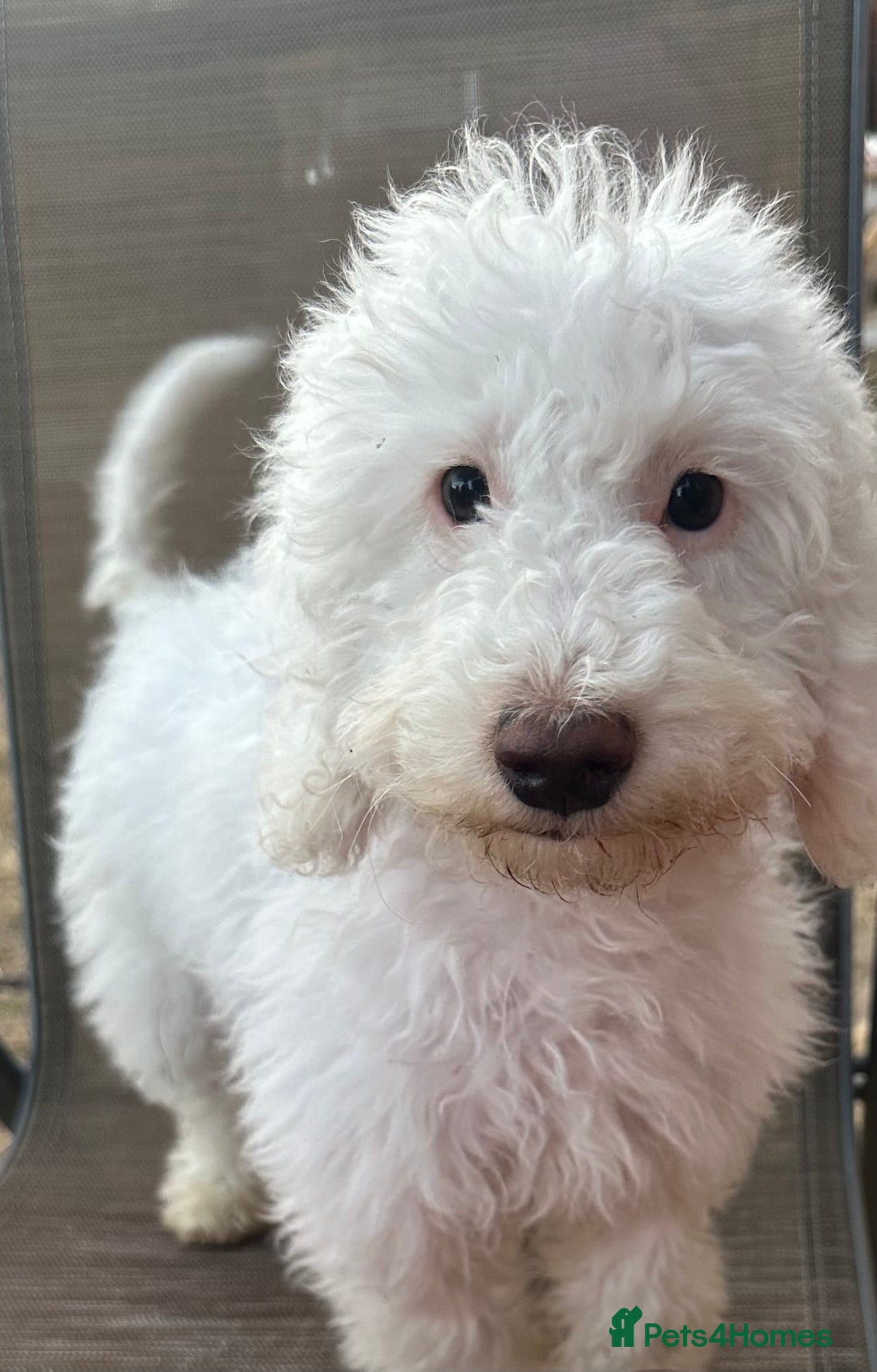Mixed Breed dogs for sale: Gorgeous F2 Cocapoo puppies PRA clear in Cheltenham - Image 9