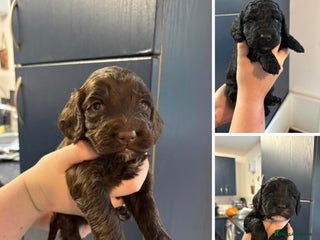 Cockapoo dogs - Advert 6