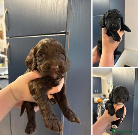 Cockapoo dogs - Advert 1