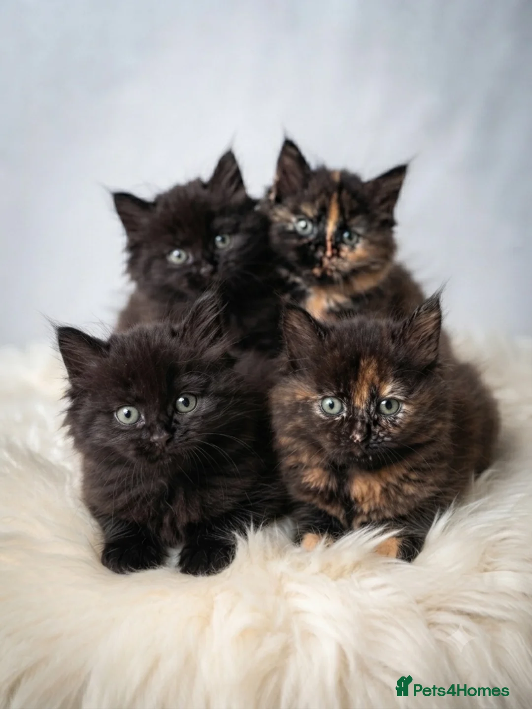 Ragdoll cats for sale: Stunning Ragdoll x Persian Kittens‼️ - Advert 1