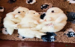 Samoyed dogs for sale: Stunning KC Registered Samoyed Puppies  - Image 4