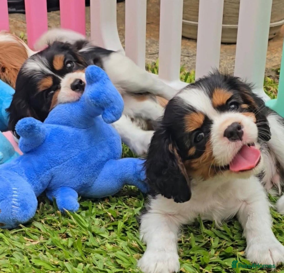 Cavalier King Charles Spaniel dogs for sale: Purebred Cavalier King Charles Spaniel Puppies - Image 8