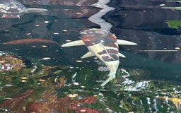 Koi Carp fish for sale: koi fish and various other fish - Image 9