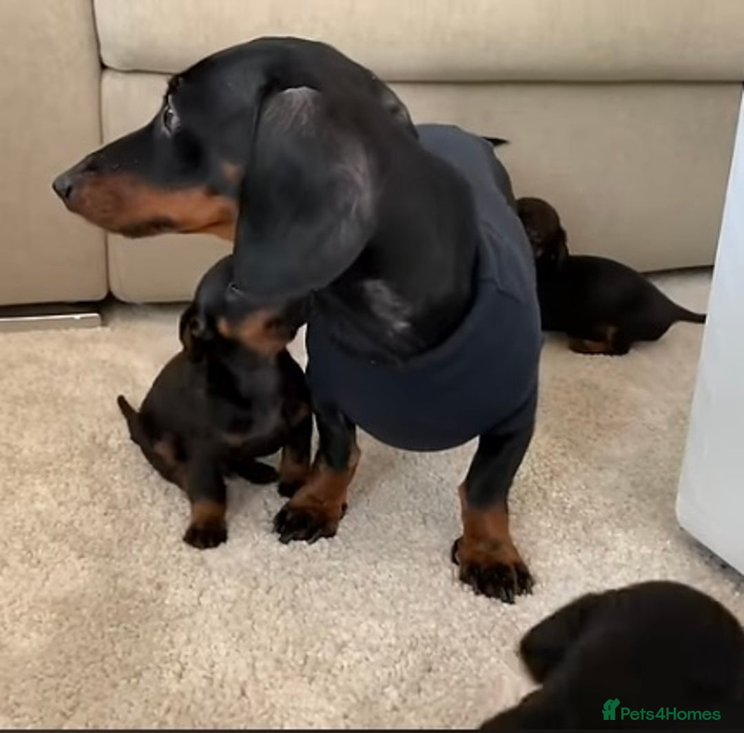 Dachshund dogs for sale: Dachshund puppies AVAILABLE NOW  - Image 25