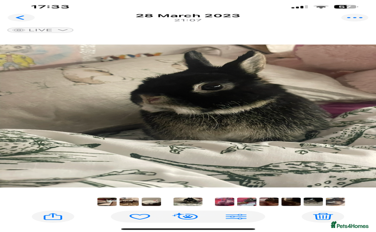 Netherland Dwarf rabbits for sale - Advert 1