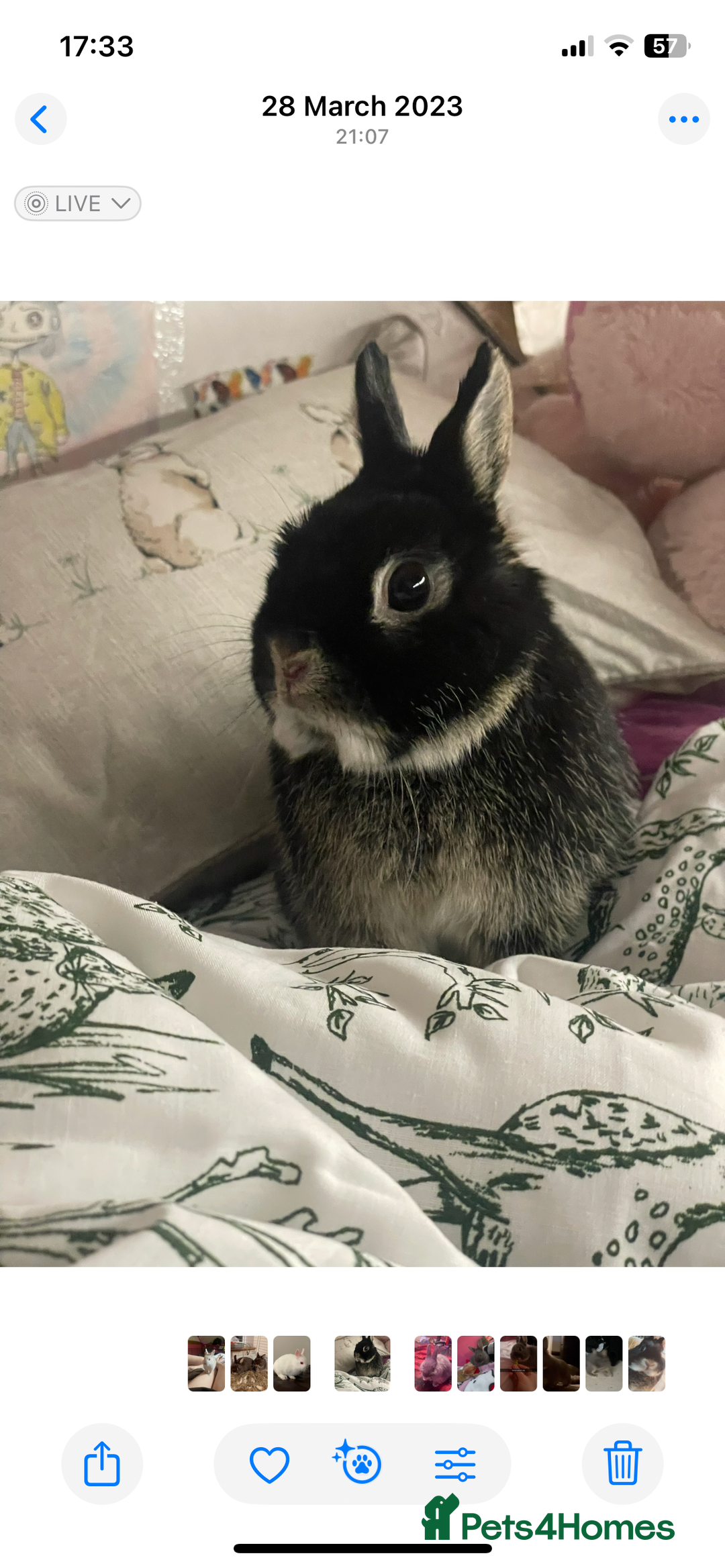 Netherland Dwarf rabbits for sale: Foster bunny up for rehoming  - Image 1