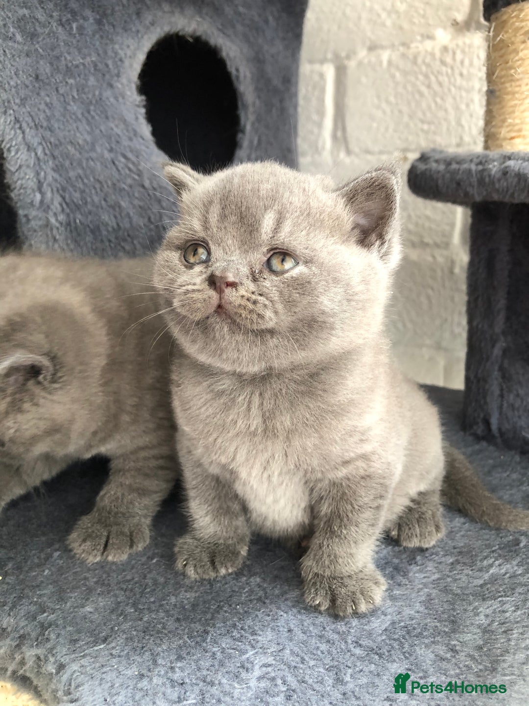British Shorthair cats for sale: GCCF British shorthair kittens for Sale - Image 12
