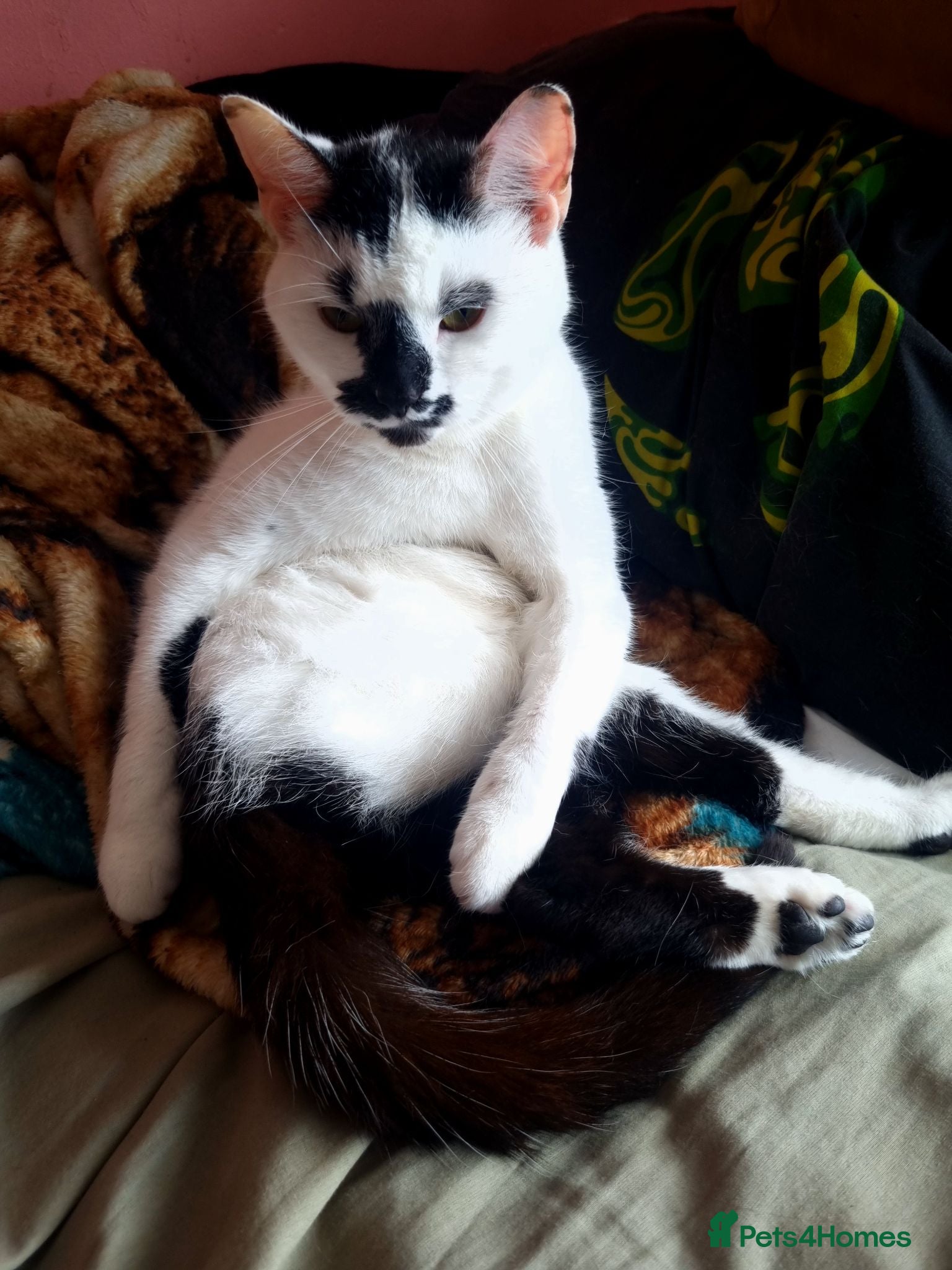 Domestic Shorthair cats Missy  - Advert 1